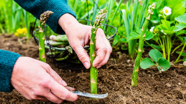 Person harvesting asparagus stalk