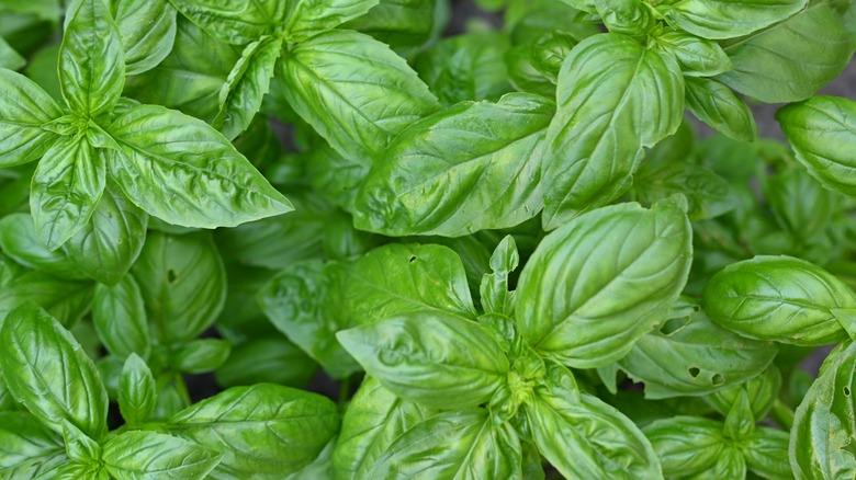 Basil leaves up close 