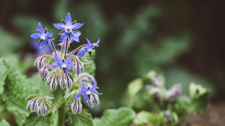 borage flowers in garden