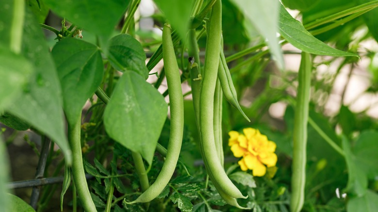 Green bush beans growing