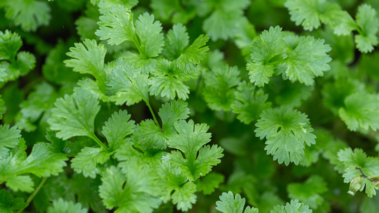 Cilantro leaves up close