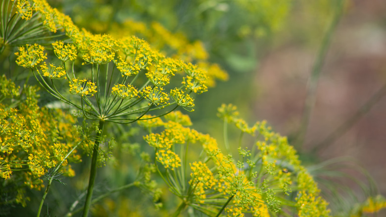 Dill flowers growing in garden