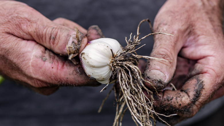 Person harvesting garlic bulb