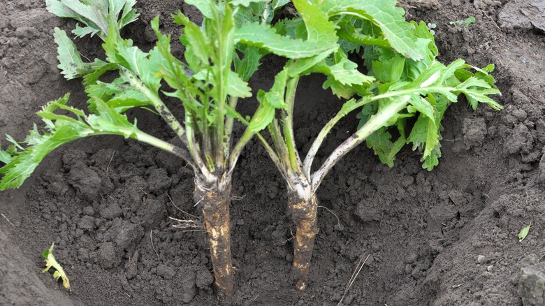 Horseradish roots being harvested