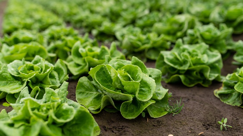 Lettuce growing in greenhouse