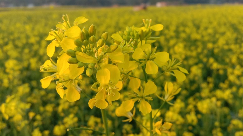 flowering mustard plant in field