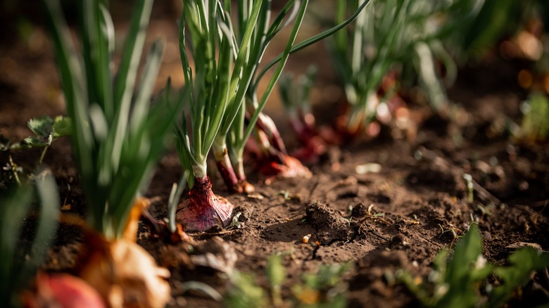 Onion bulbs in garden