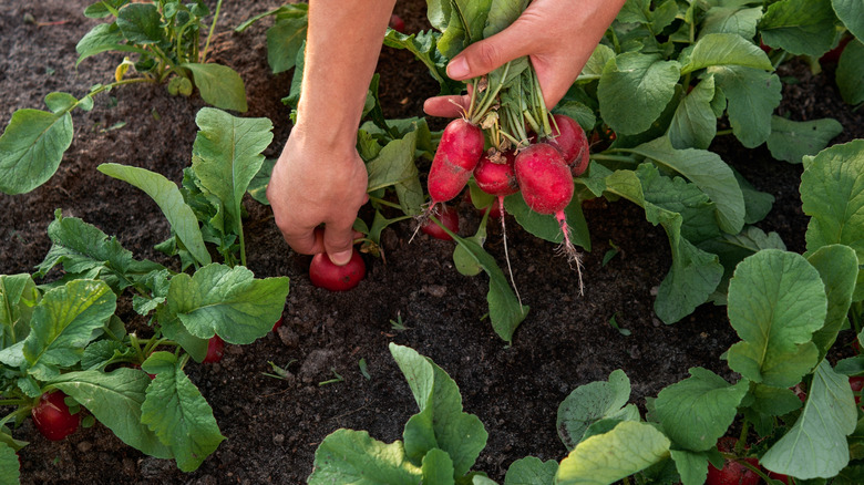 Person harvesting radishes by hand