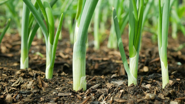 Scallions in garden