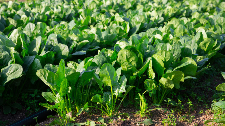 Spinach crop growing in rows