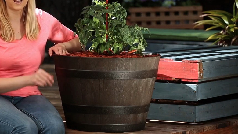 Growing tomato plant in whisky barrel