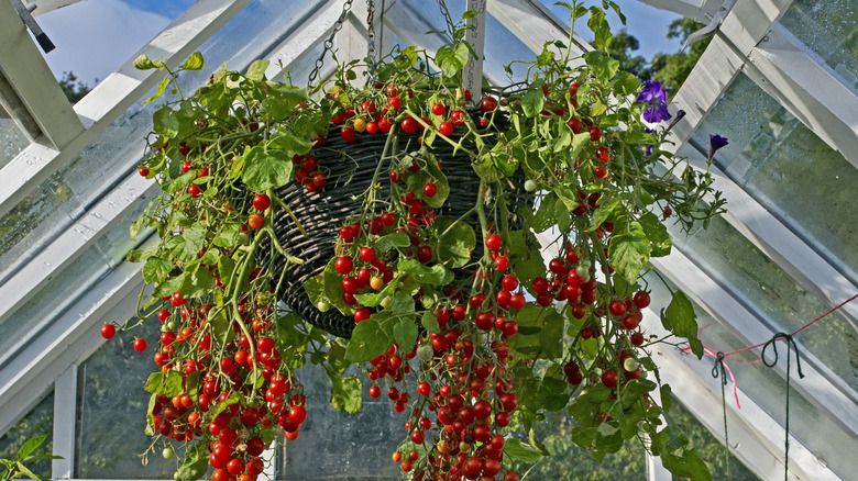 Tomato plant in hanging basket