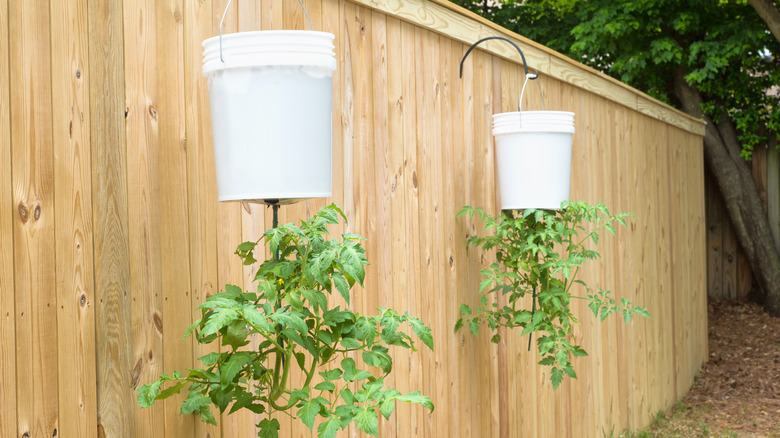 Growing tomato plants upside down