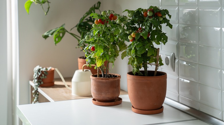 Cherry tomatoes growing in kitchen