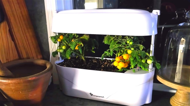 Raised garden bed in kitchen