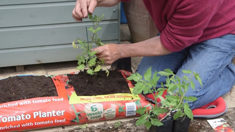 Planting tomatoes in soil bags