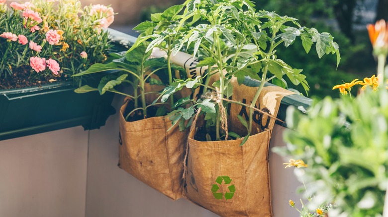 Tomato plant in grow bags