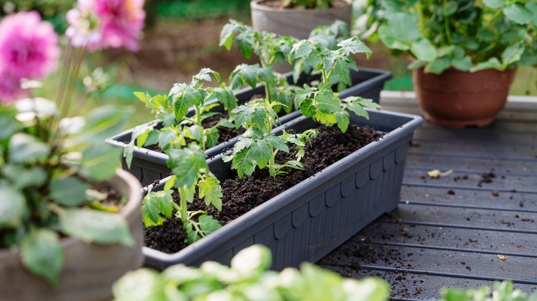 Tomato plants in containers