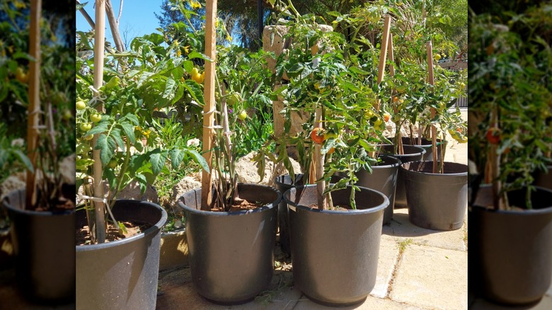 Tomato plant in black pots