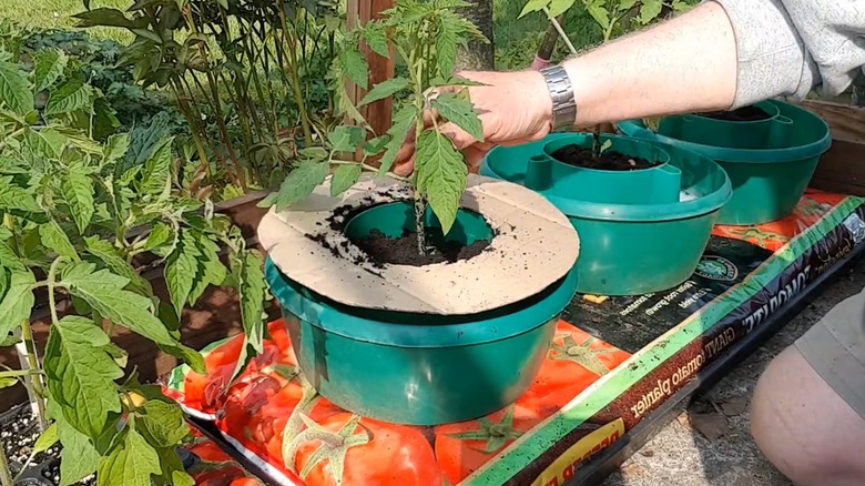 Growing tomato plant in halo