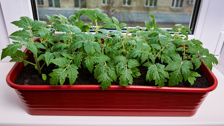 Tomatoes planted in a box near window