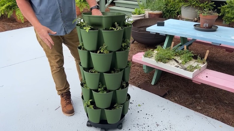 Green stacked tomato planter