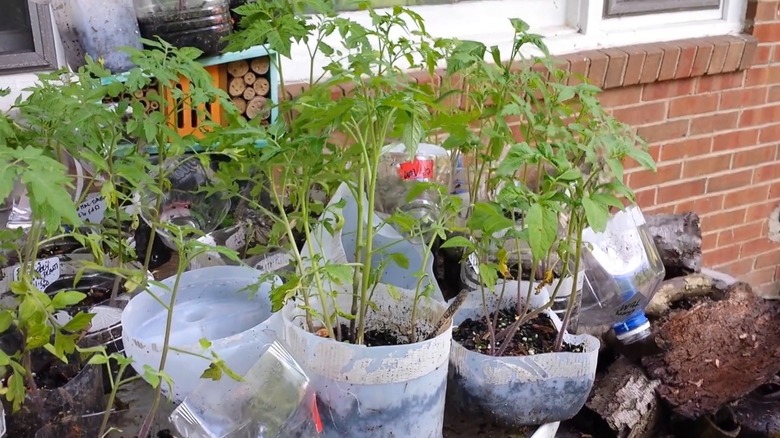 Growing tomatoes in milk jugs