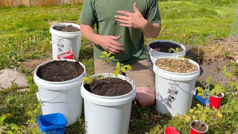 Growing tomatoes in buckets