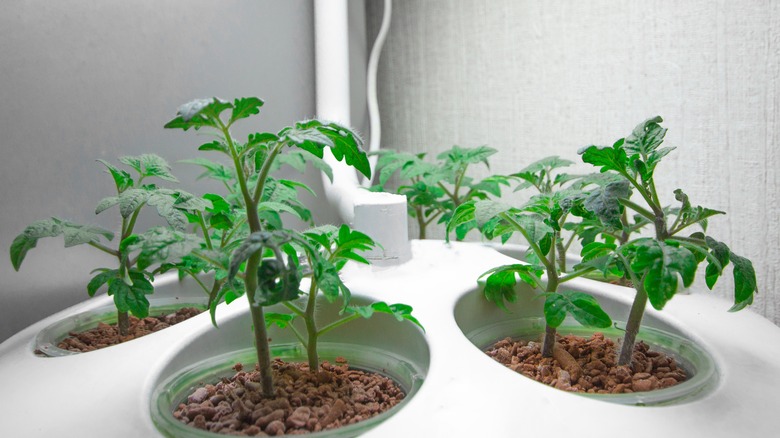 Growing tomatoes hydroponically