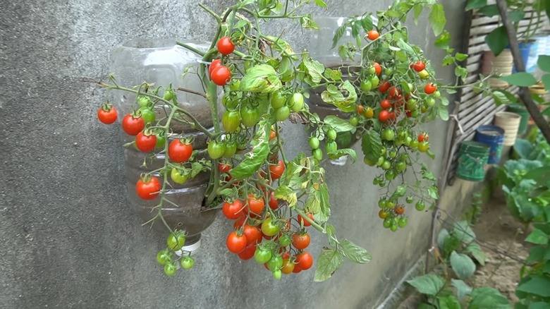 Growing tomato in plastic bottles