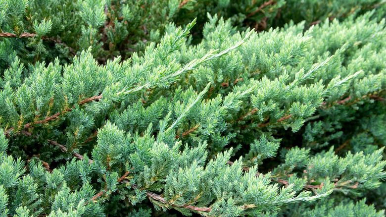 Juniperus horizontalis