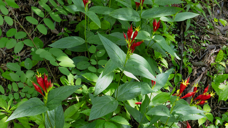 Clusters of india pink flowers in groundcover