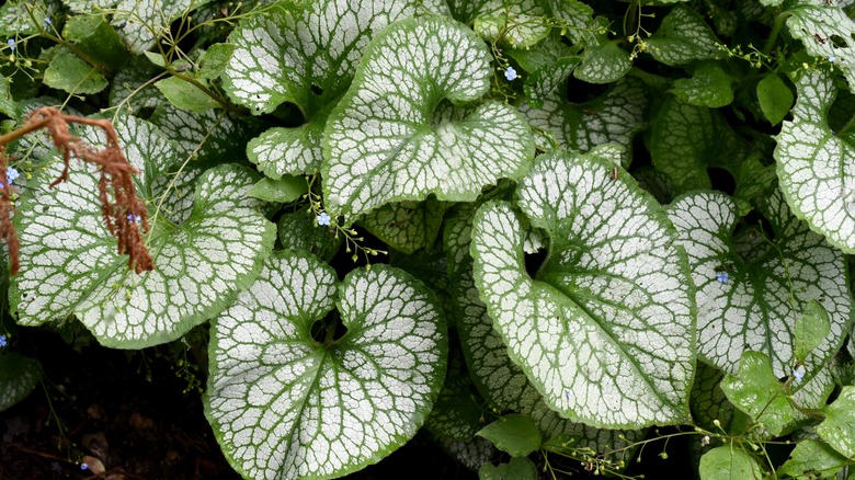 Siberian Bugloss plant up close