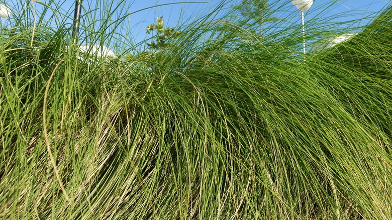 high sedge plant on ground on sunny day