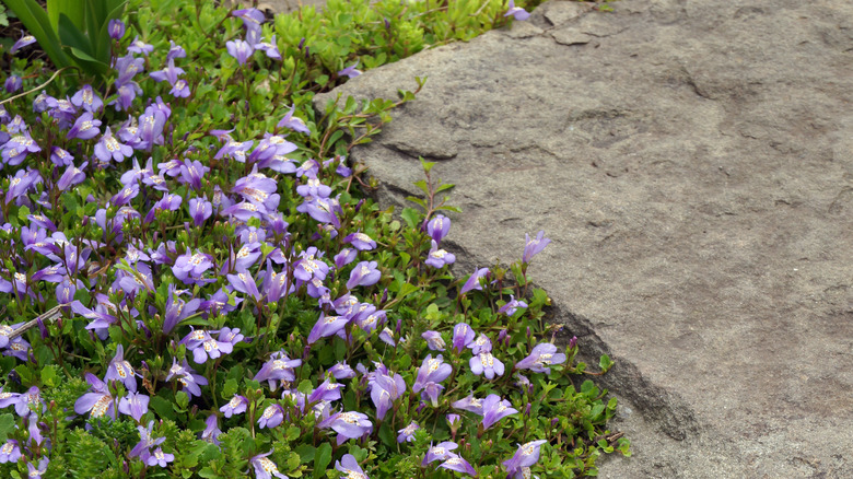 Creeping mazus with flowers in bloom on ground