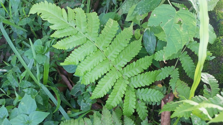 ostrich fern close up