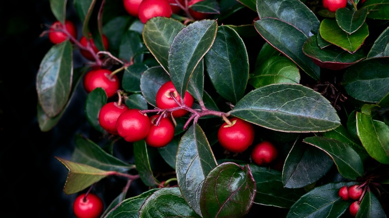 Close up of American Wintergreen leaves and red berries