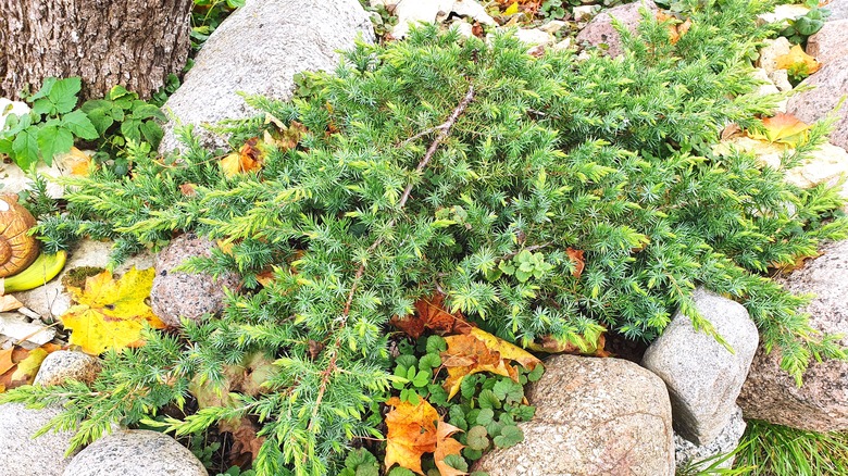 shore juniper plant growing on rocks