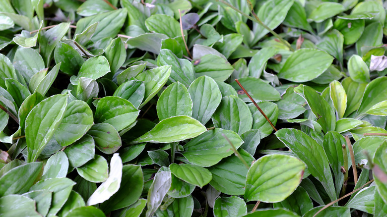 Close up of Plantain Pussytoes leaves