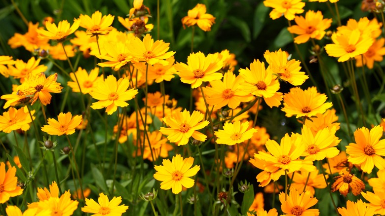 Close up of yellow flowers of the Mouse-eared coreopsis