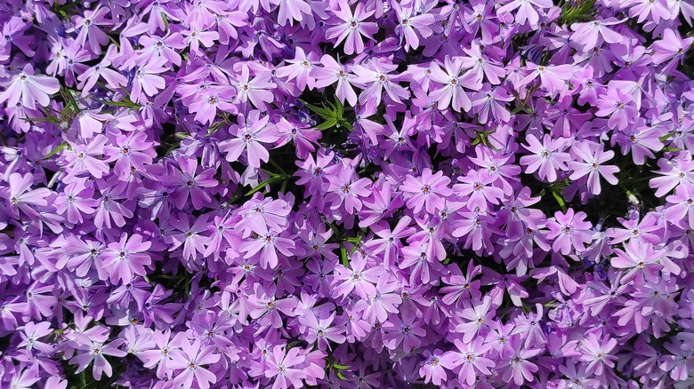 Creeping Phlox lavender blooms