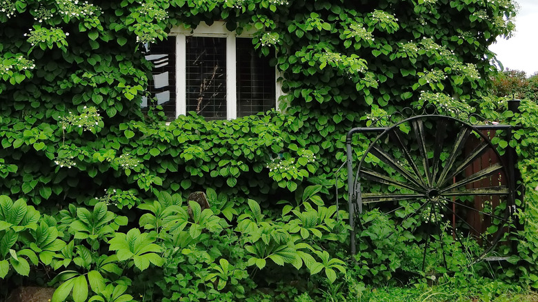 Climbing hydrangea on a house and ground