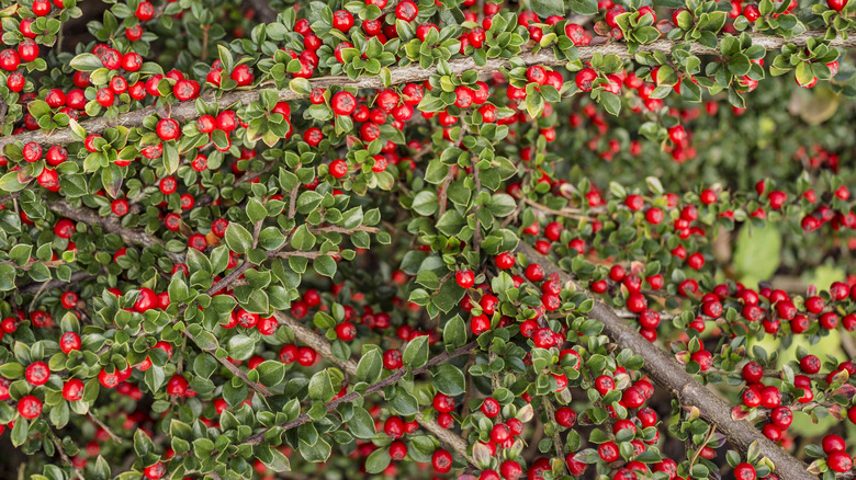 Close up of Cotoneaster branches and red berries