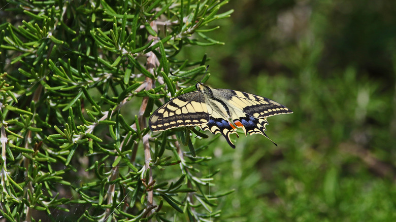 Butterfly on creeping rosemary bush