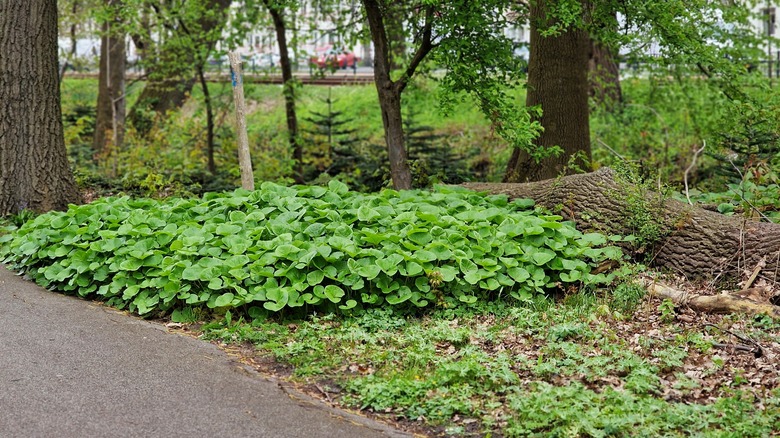 Wild ginger groundcover in park