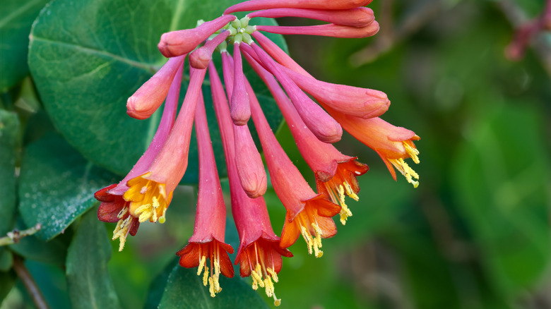 Close up of honeysuckle flower