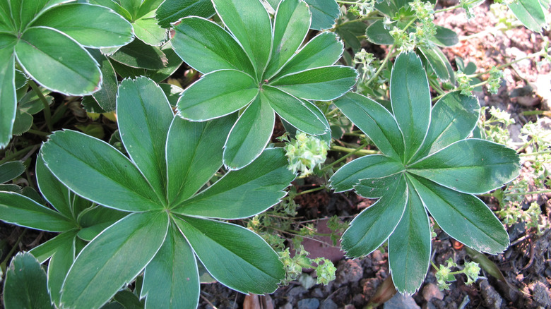 The Alpine Lady's Mantle up close