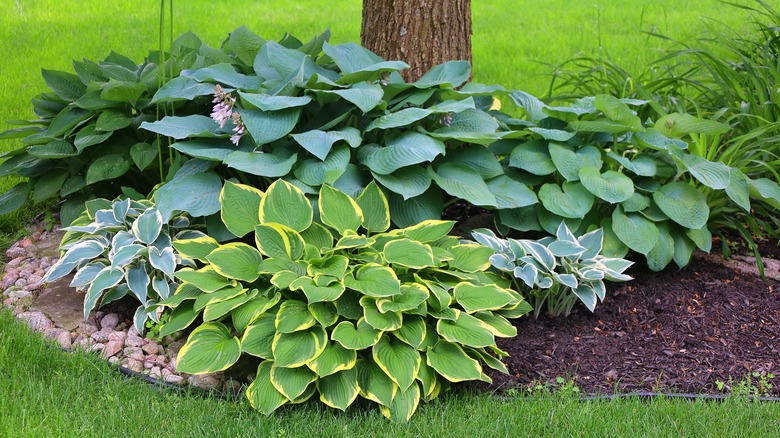 hosta plants on ground near tree