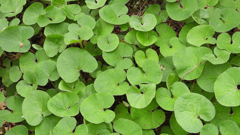 Wild ginger plant close up