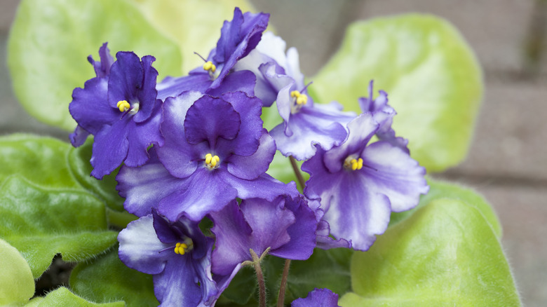 african violets